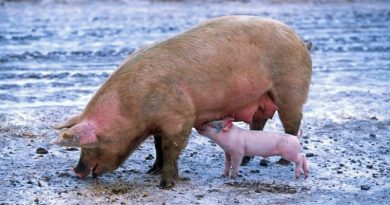 Actividades com os animais ao longo do ano