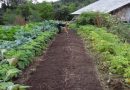 Calendário agrícola - trabalhos na horta