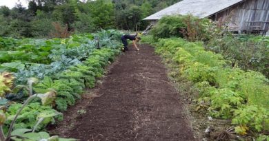 Calendário agrícola - trabalhos na horta