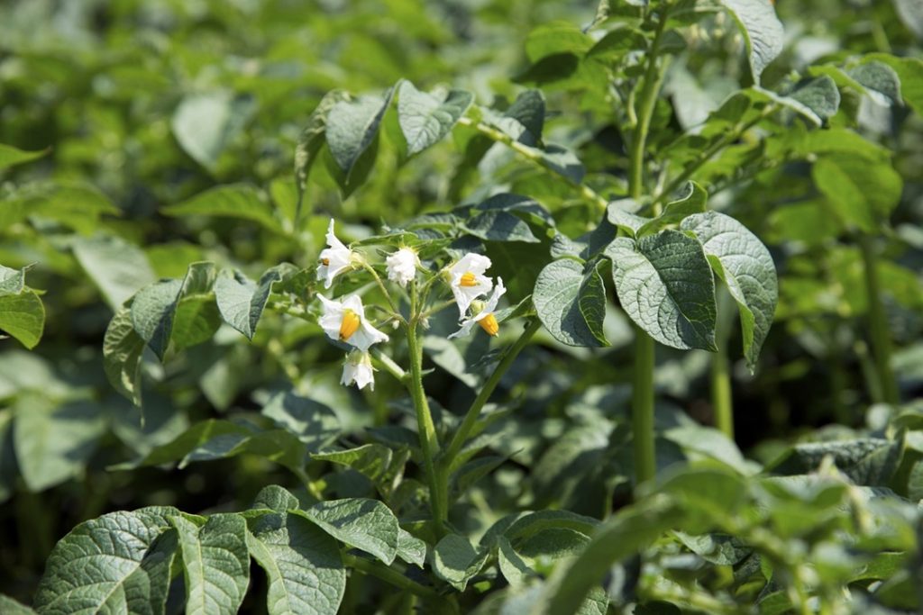 Actividades agrícolas em Maio - flor da planta da batata