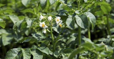 Actividades agrícolas em Maio - flor da planta da batata