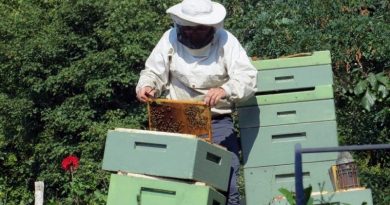 Apiário - criação de abelhas ao longo do ano
