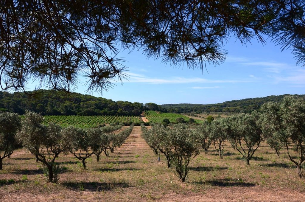 Actividades agrícolas nos olivais - oliveiras