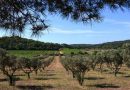 Actividades agrícolas nos olivais - oliveiras