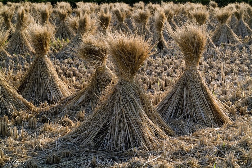 atividades agrícolas em julho - trigo ceifado