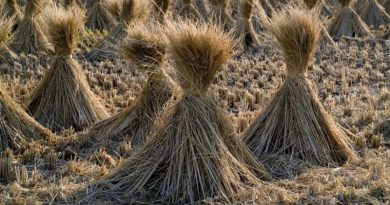 atividades agrícolas em julho - trigo ceifado