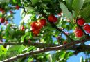 Actividades agrícolas e outras em Junho - cerejas