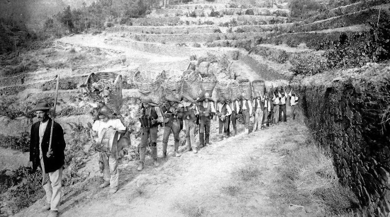 Actividades agrícolas e outras em Setembro - Vindimas