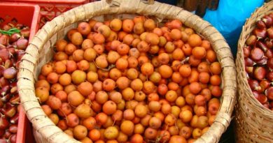 Períco dos Santos - fruto autóctone de Valença, um produto referência na Feira dos Santos