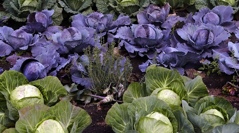 O que plantar na horta no mês de Outubro - Couves