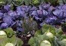 O que plantar na horta no mês de Outubro - Couves