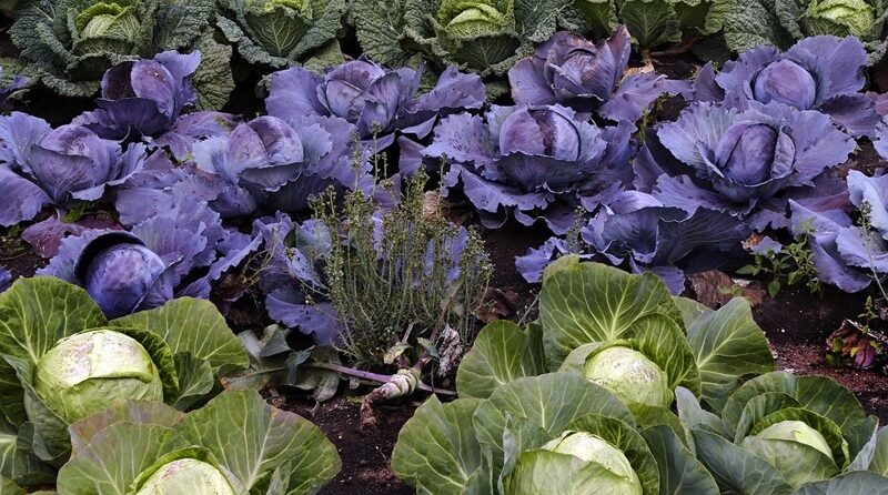 O que plantar na horta no mês de Outubro - Couves