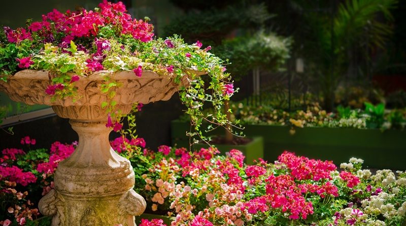 Sugestões do que plantar no jardim, em Outubro