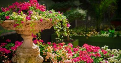 Sugestões do que plantar no jardim, em Outubro