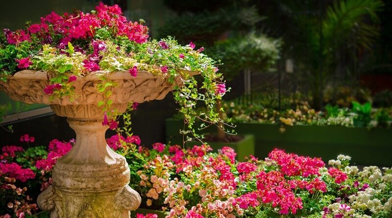 Sugestões do que plantar no jardim, em Outubro