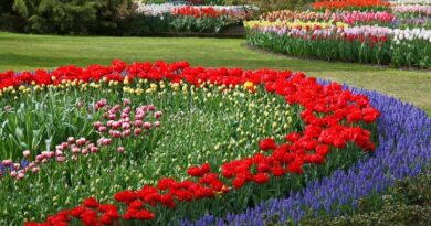 Que flores devo semear no jardim, em Outubro