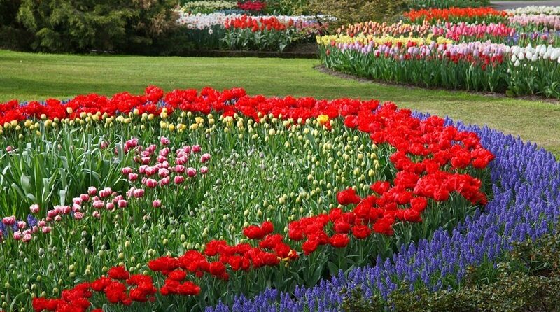 Que flores devo semear no jardim, em Outubro