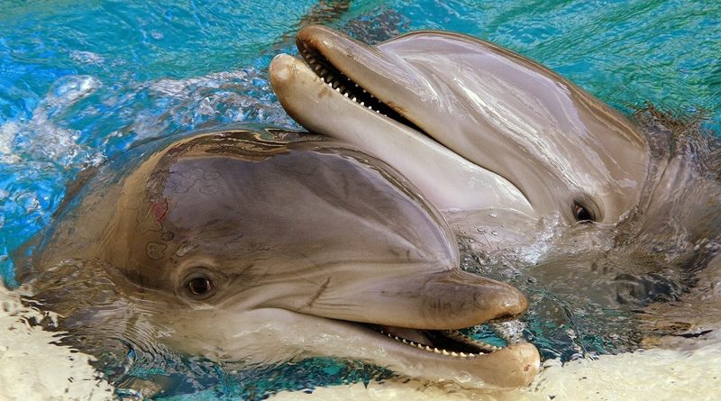Curiosidades breves sobre os animais - Golfinhos