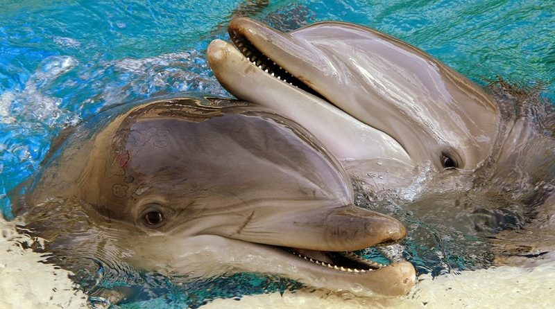 Curiosidades breves sobre os animais - Golfinhos