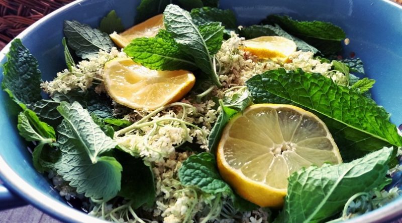 Fitoterapia - os benefícios de algumas ervas aromáticas