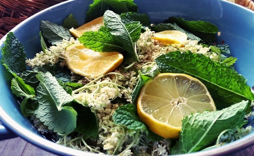 Fitoterapia - os benefícios de algumas ervas aromáticas