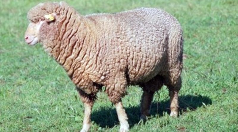 Produtos regionais gostosos. Borrego de Montemor