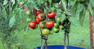 Guia para plantar aromáticas e legumes