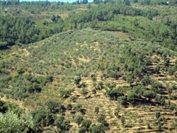 Lagar da Sancha - Sabrosa