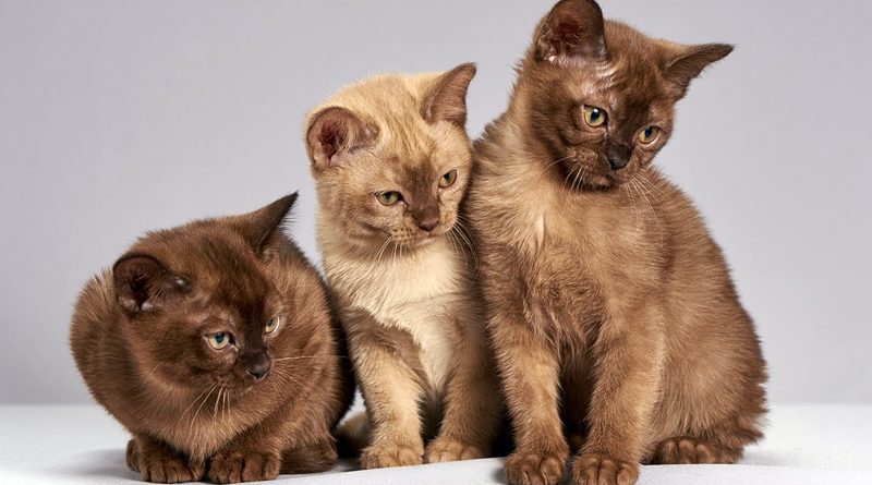 Apesar de odiados, temidos e queridos em partes iguais, os gatos são a mascote mais misteriosa da humanidade