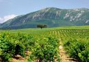 Rota de Vinhos da Península de Setúbal 
