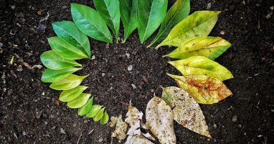 Religião Popular e Religião Cívica