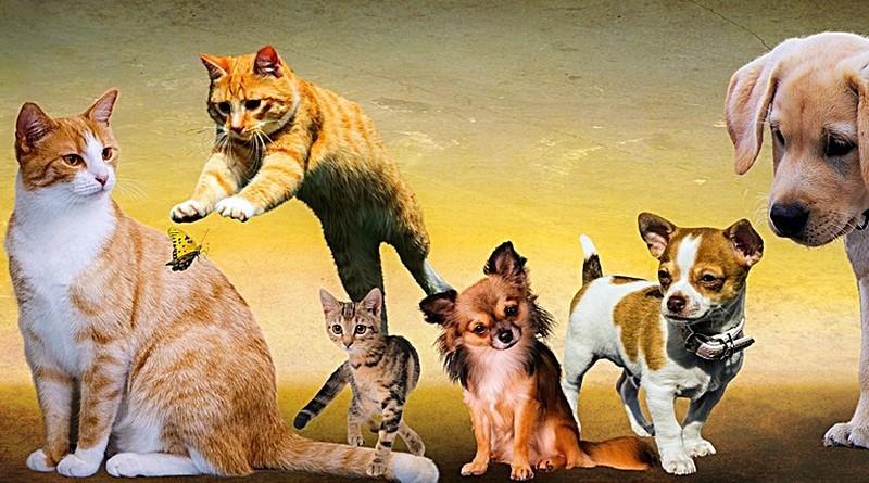 Cães e gatos – factos interessantes e algumas curiosidades