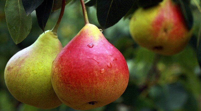 Peras - fruto com muito que se lhe diga!