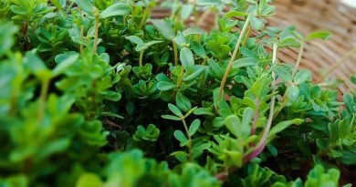 Há plantas com propriedades extraordinárias