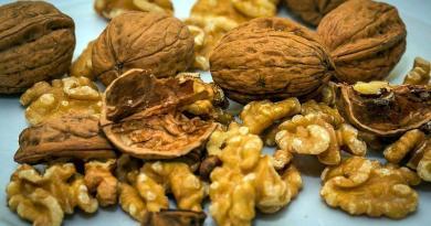 As nozes são os deliciosos frutos da nogueira