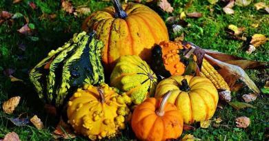 Efeitos terapêuticos da abóbora e do estragão