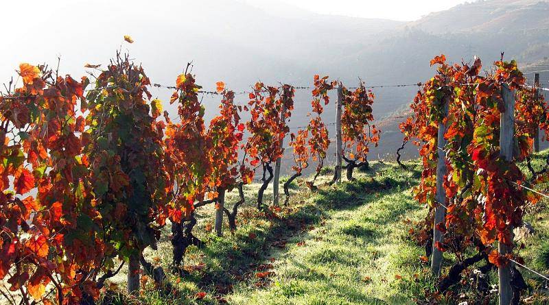 NERVIR faz sua a voz dos produtores de vinho da região do Douro, seus associados!