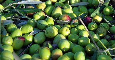 Azeitonas de Elvas | Produtos regionais de Portugal