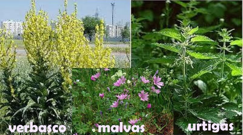 “Mandar às malvas” ou “mandar para as malvas”