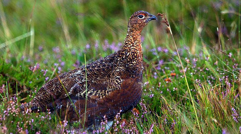 A perdiz vermelha é pequena mas veloz