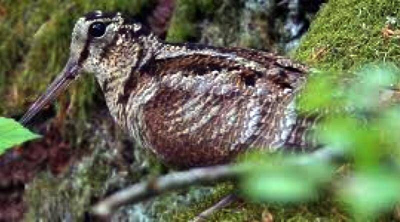 A galinhola vem de muito longe. por terra e por ar, até Portugal