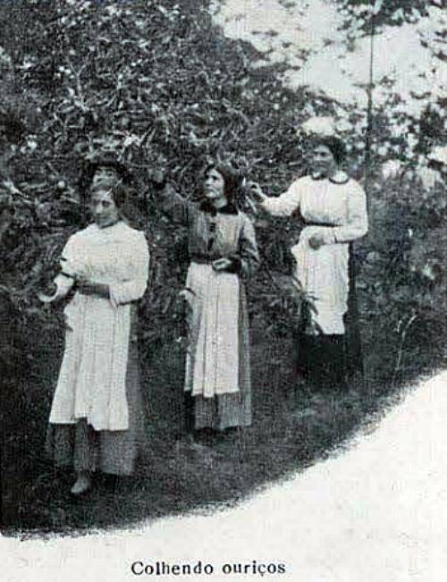 Mulheres a colher ouriços de um castanheiro