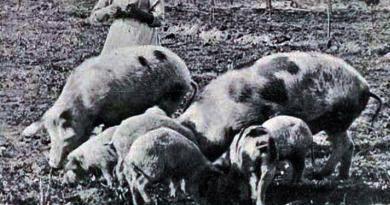 Uma das grandes vítimas do Natal – os porcos!