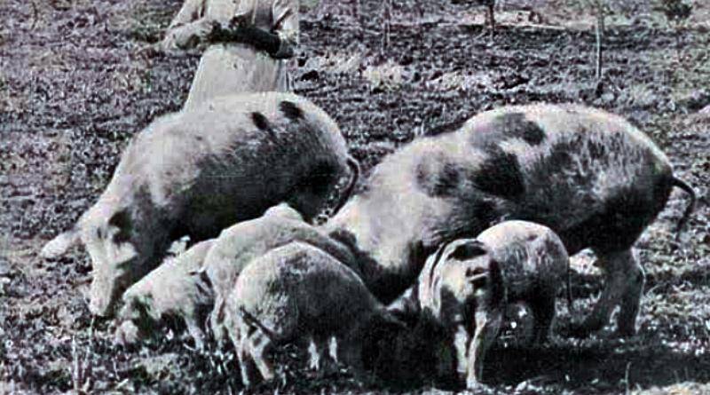 Uma das grandes vítimas do Natal – os porcos!