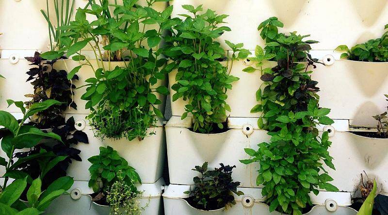 6 ervas aromáticas para usar nos cozinhados!
