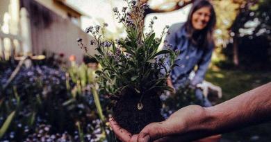 Jardinagem - semear e plantar no jardim em Dezembro