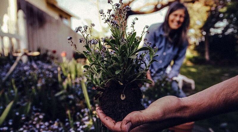 Jardinagem - semear e plantar no jardim em Dezembro