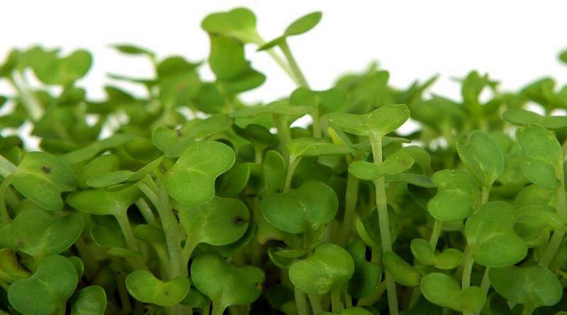 O agrião é uma planta bravia comestível!
