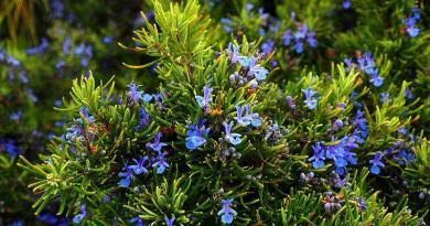 Alecrim ou alecrinzeiros - planta medicinal