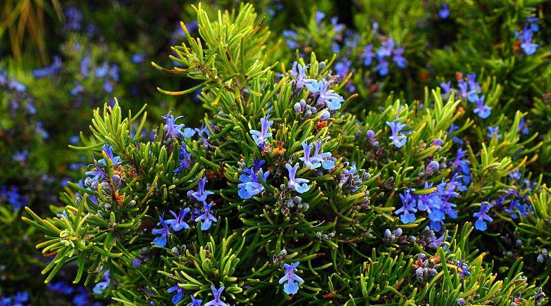 Alecrim ou alecrinzeiros - planta medicinal